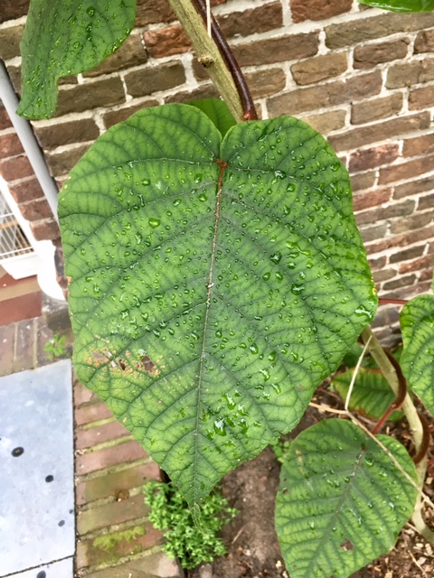 Welke plant is dit ?